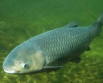 В Новомичуринское водохранилище выпущено 9,5 тонны рыбы